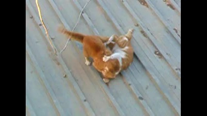 Котешки двубой на ламарина 1 - ва част 