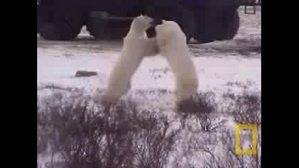 Hешънъл Джеографик - полярни мечки