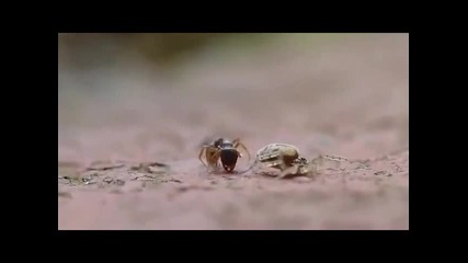 Мравка срещу Паяк