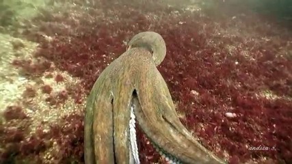 Ocean- surprise