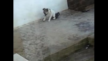 Video - 0002