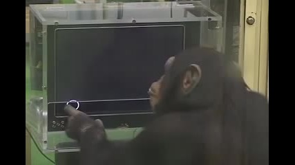 Колко умни са всъщност маймуните - Memory test
