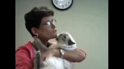 котка с две лица