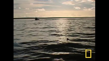 Морска костенурка избягва атака на акула 