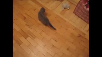 Сладко котенце си играе с играчка
