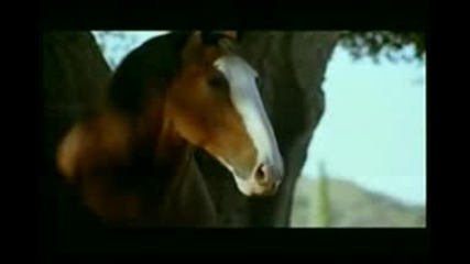 Реклама на Budweiser