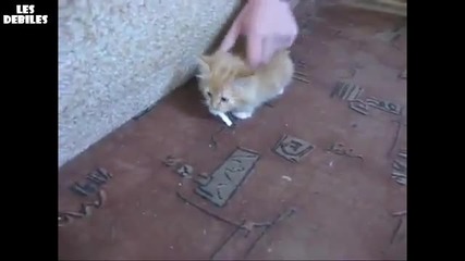 ( С М Я Х ) Котето не си дава цигарата