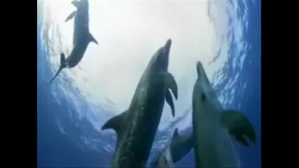 "казабланка" и света на делфините
