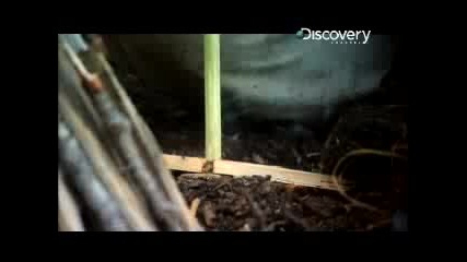 Ultimate Survival 