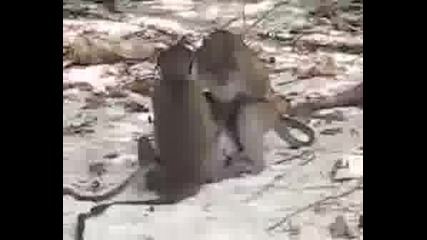Troika Maimuni