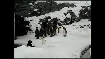 Пингвини се веселят по коледа