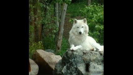 .:wolf:.