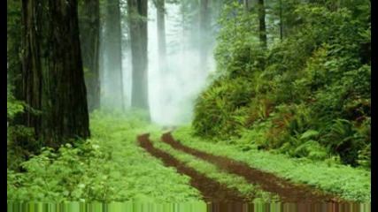 Dusty Forest