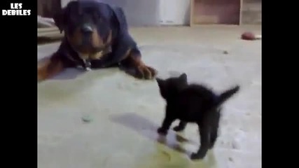 Малко коте срещу Ротвайлер :):):)