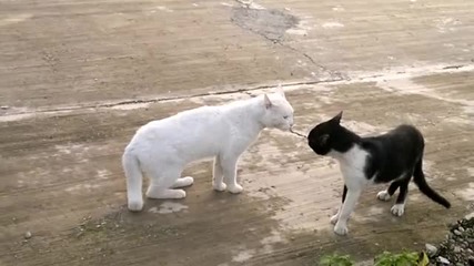 Ядосана котка използва нинджа движения