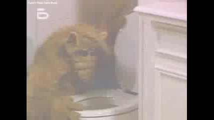Alf