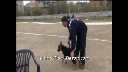Германско Немско Овчарско Куче Von - Daron