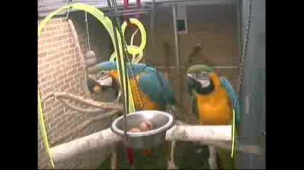 Смешни папагали