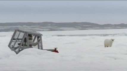 Невероятно видео заснето в близост, до гладна полярна мечка !