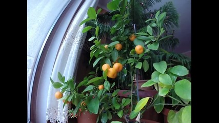 limon i mandarini na edno dyrvo