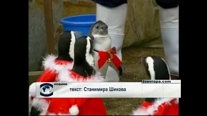 Коледни Пингвини 