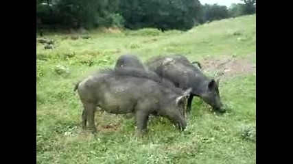 източнобалканска свиня 