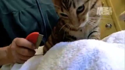 Cats 101- Toyger