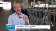 Горещините застрашават италианския пармезан