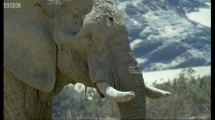 Слоновете в пустинята Намиб - Дива Африка - Би Би Си 