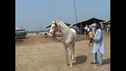 marwari horse