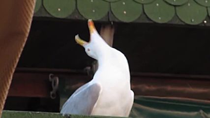 Гларус се киска