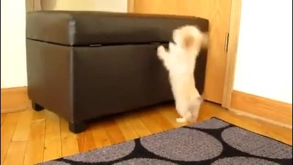 Малко смешно кученце