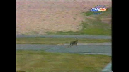 Заек Го Пръсват При Състезание С Коли
