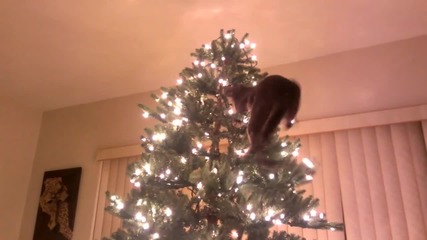 Коте се радва на Коледната елха, но после...