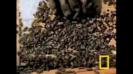 Killer Bees! 
