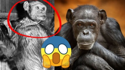 Учените създадоха маймуна-човек?!?