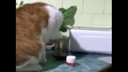 смешна котка пие кока кола