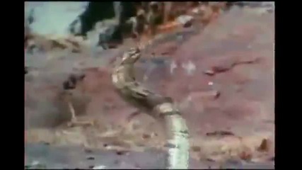 Леопард срещу кобра 