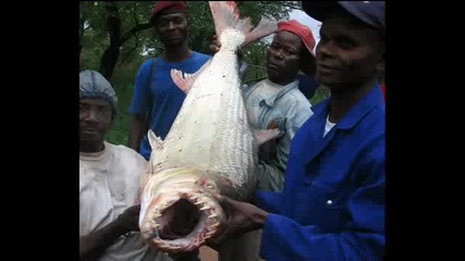 Worlds Biggest Animals