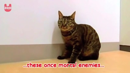 Котка и мишка = приятелство?