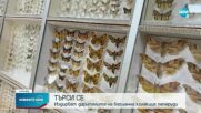 В СВЕТА НА КРАСОТАТА: Издирват дарителите на безценна колекция пеперуди