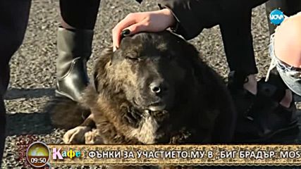 Гала и половинката й Стефан коментират актуалните теми - „На кафе” (14.12.2017)