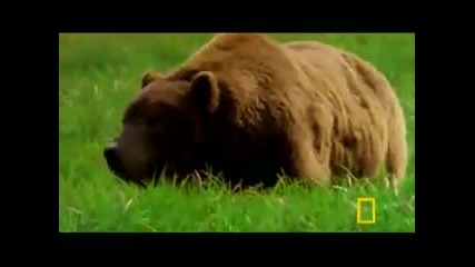 Man Fights Bear 
