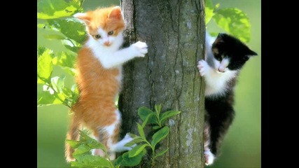 сладки кученца и котенца