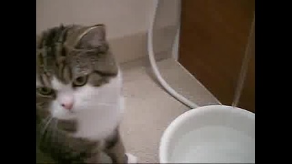 Котка си мие главата под чешмата