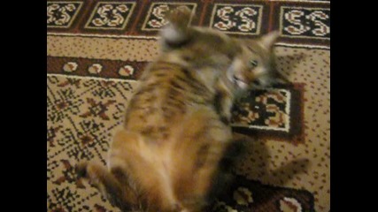 Котка, като играчка 