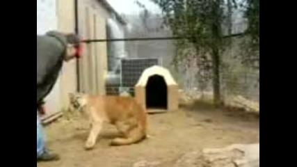 Да си поиграеш с котенце