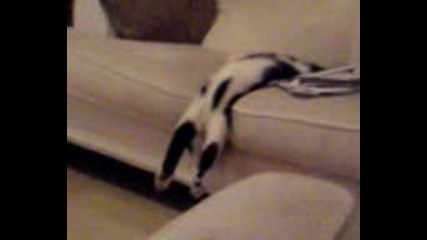 Котка Спи