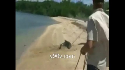 Алигатор на плажа 