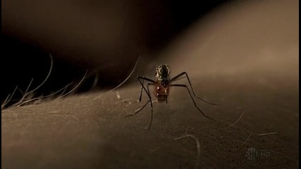 Dexter Season 7 Episode 6 Bg Subs [high]